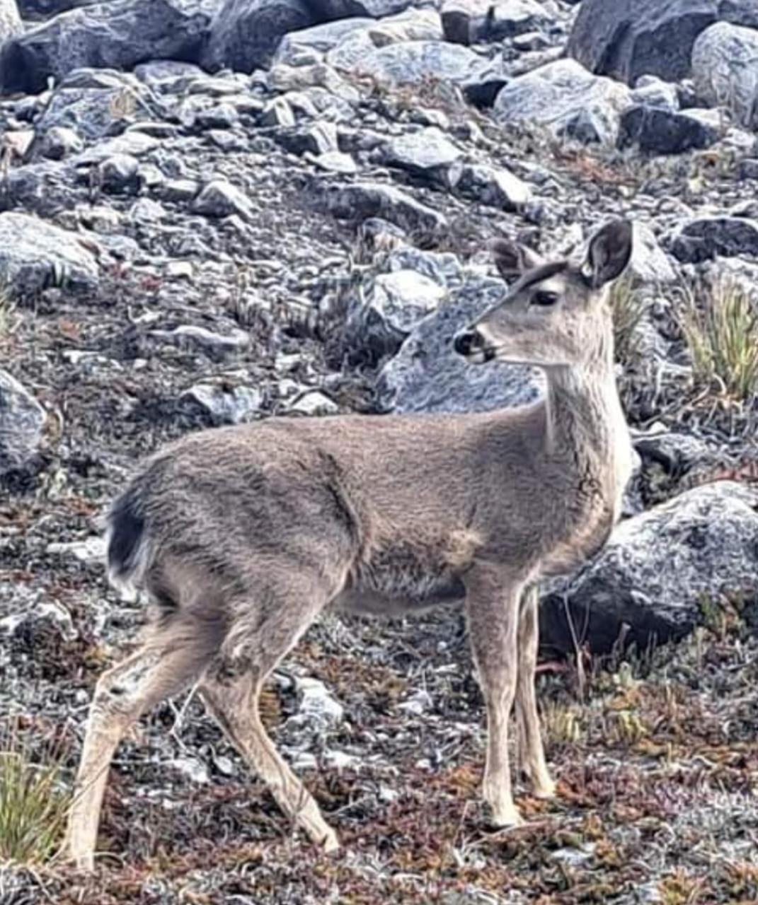 Gll Hotel El Cocuy エクステリア 写真